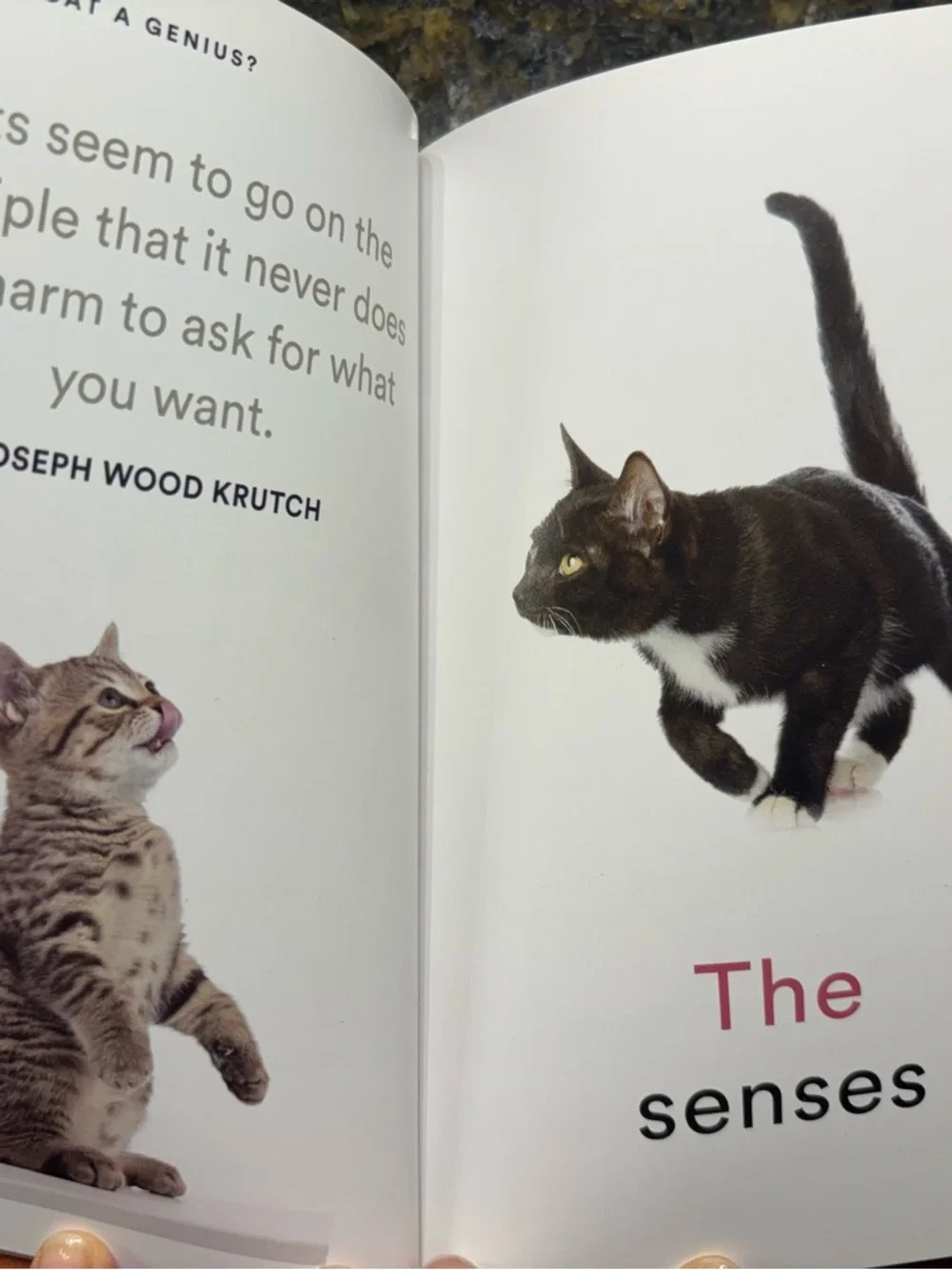 Is My Cat a Genius? Fun Cat-Themed Book